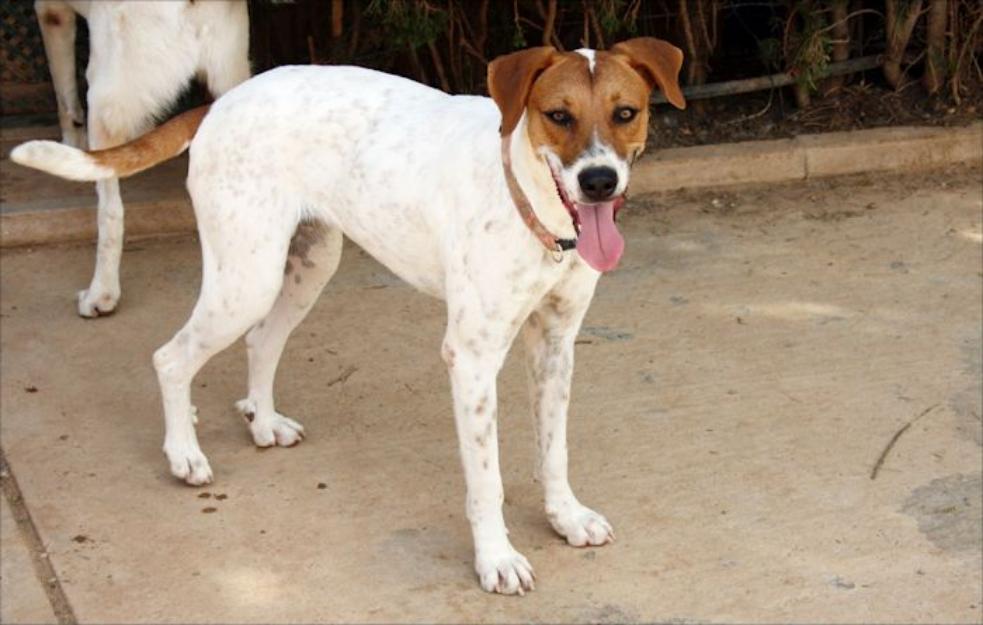 LOLA, perra buenisima en adopción