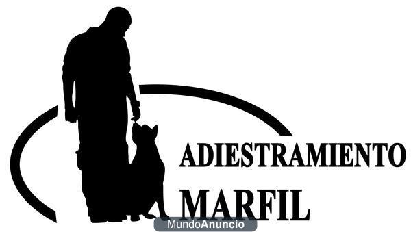 ADIESTRAMIENTO CANINO EN MI PROPIA CASA