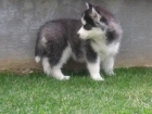 cachorros husky siberiano para cualquier hogar interesado - mejor precio | unprecio.es