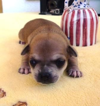 chihuahua macho