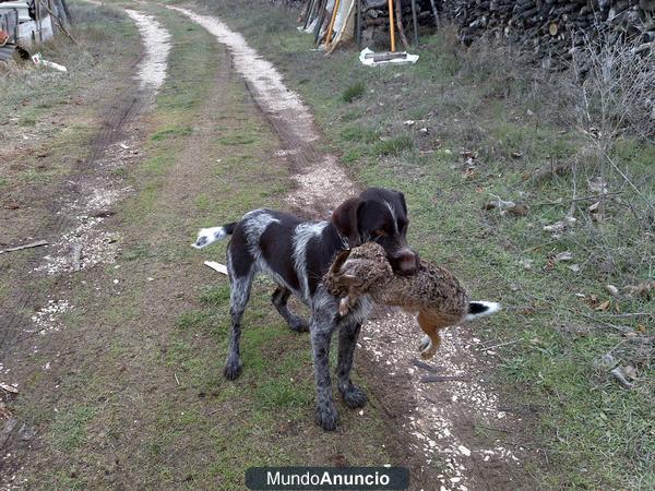 DEUTSCH DRAHTHAAR DE CAMPEONES EN SORIA