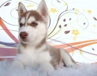 HUSKY SIBERIANO EJEMPLARES CON DOS MESES DE EDAD - mejor precio | unprecio.es