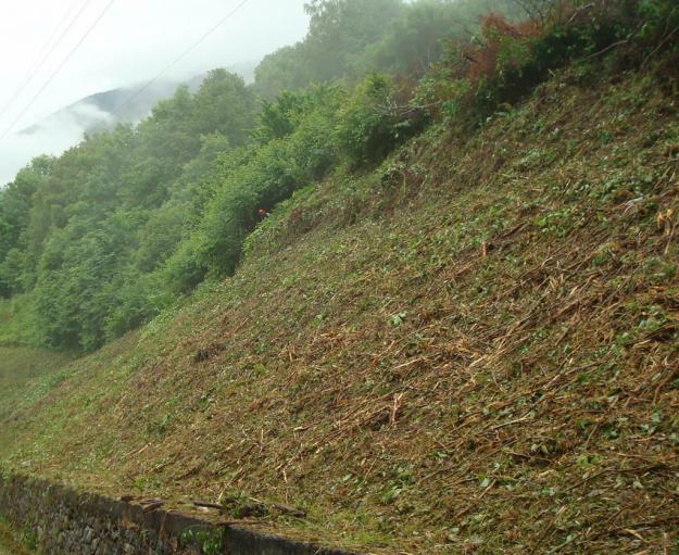 Limpieza de terrenos y parcelas,tala de pinos,tala y poda de pino,tala en altura