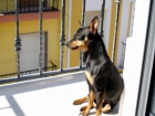 Precioso Pinscher macho busca novia - mejor precio | unprecio.es