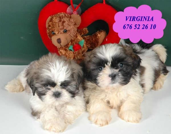 Preciosos Shih-tzu, muy buen precio - Málaga