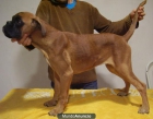 ultimo cachorro de boxer - mejor precio | unprecio.es