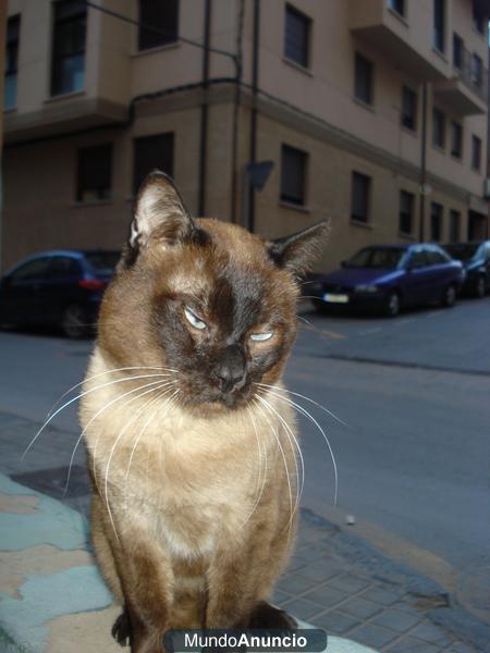 busco gato siamés perdido