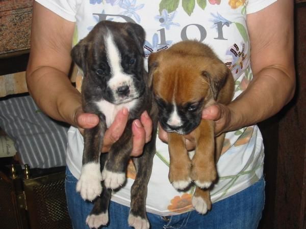 Boxer,cachorros,dorados con blanco,muy baratos.