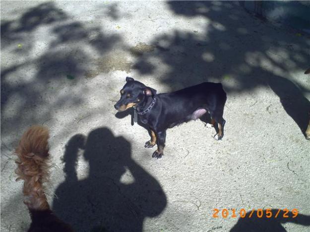 PINCHER BUSCA HOGAR ( REGALADA)