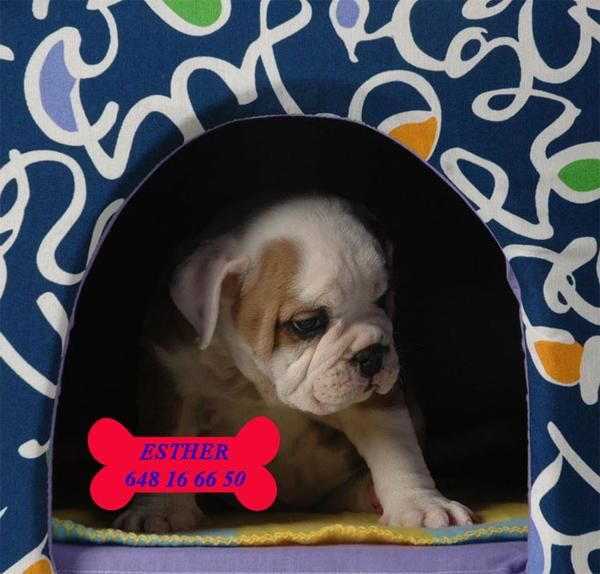 Se vende camada de Bulldog inglés, urge