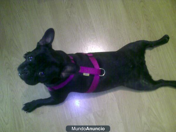 VENDO BULLDOG FRANCES HEMBRA (FUENLABRADA)