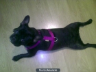 VENDO BULLDOG FRANCES HEMBRA (FUENLABRADA) - mejor precio | unprecio.es