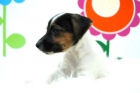 2 meses edad y pedigre _ Cachorritos Jack Rusell Terrier_www.animalflower.com_ - mejor precio | unprecio.es