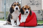 Beagle, tu cachorro de Pura Raza - mejor precio | unprecio.es