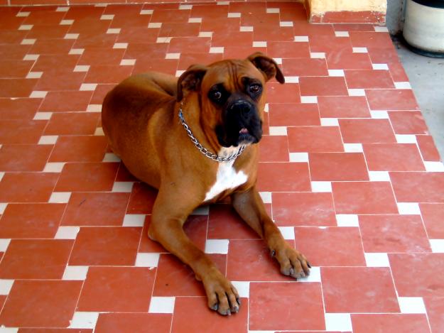 Boxer busca NOVIA