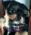 cachorro yorkshire alicante - mejor precio | unprecio.es