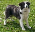 cachorros Border Collie libres de enfermedades (CEA, CL y TNS) - mejor precio | unprecio.es