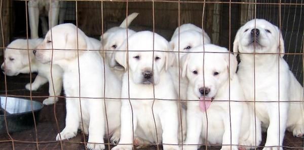 cachorros labradores de 3 colores,pura raza