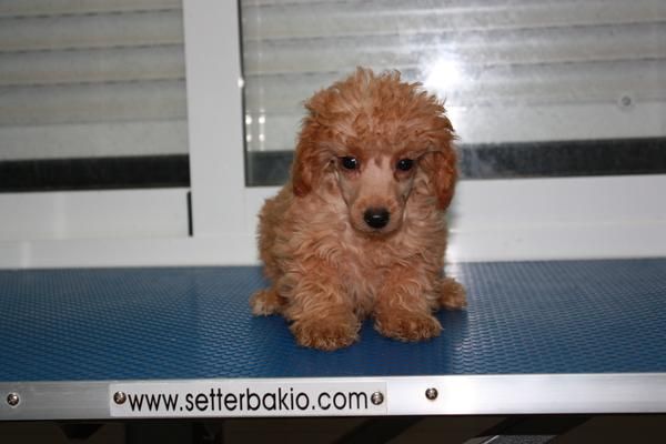Caniche Enano en Murcia 299  con pedigree