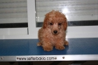 Caniche Enano en Murcia 299 con pedigree - mejor precio | unprecio.es