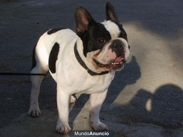 estupendo semental bulldog frances