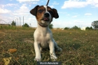 Jack russell terrier, disponibles con pedigre - mejor precio | unprecio.es