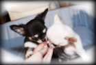 Mr.Ed & El Beso del Dragon Chihuahuas - mejor precio | unprecio.es