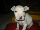 Pitbull red nose blanco - mejor precio | unprecio.es