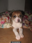 Regale cachorros esta navidad - mejor precio | unprecio.es