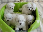 ¡Increible Bichon Frise, muy económico! - mejor precio | unprecio.es