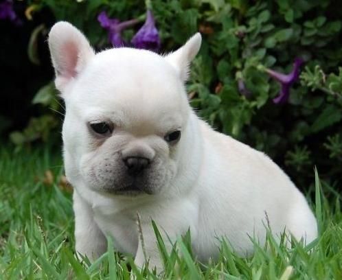 Cachorritos Bulldog Frances con pedigri LOE 150e