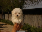 CACHORROS DE BICHON MALTES 550 - mejor precio | unprecio.es