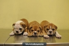 CACHORROS DE BULLDOG INGLES - mejor precio | unprecio.es