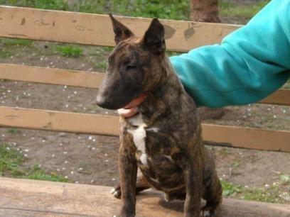 cachorros macho y hembra miniatura bullterrier