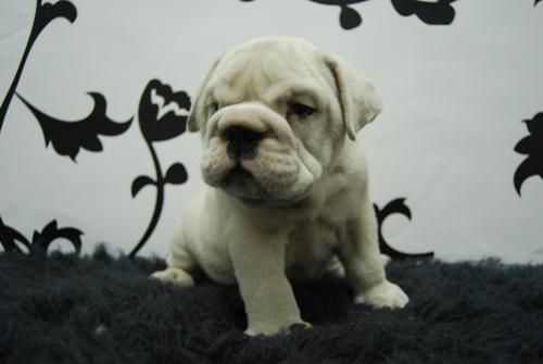 camadita de bull dog ingles.hembras y machos de calidad