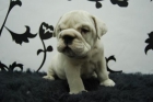 camadita de bull dog ingles.hembras y machos de calidad - mejor precio | unprecio.es