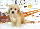 CANICHE DE PEQUEÑO TAMAÑO - mejor precio | unprecio.es