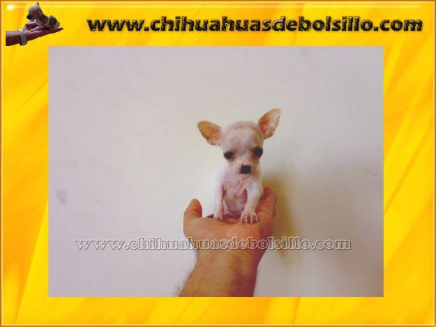 Chihuahuas de Bolsillo .. 100% Autenticos .. Caben en la Mano !!