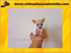 Chihuahuas de Bolsillo .. 100% Autenticos .. Caben en la Mano !! - mejor precio | unprecio.es