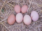Huevos camperos - mejor precio | unprecio.es
