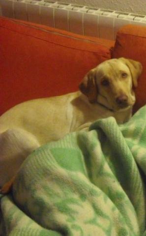 Se regala cachorro de labrador de 11 meses