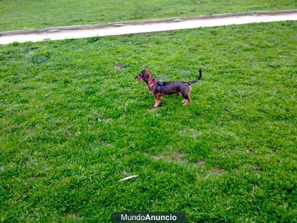 teckel busca novia