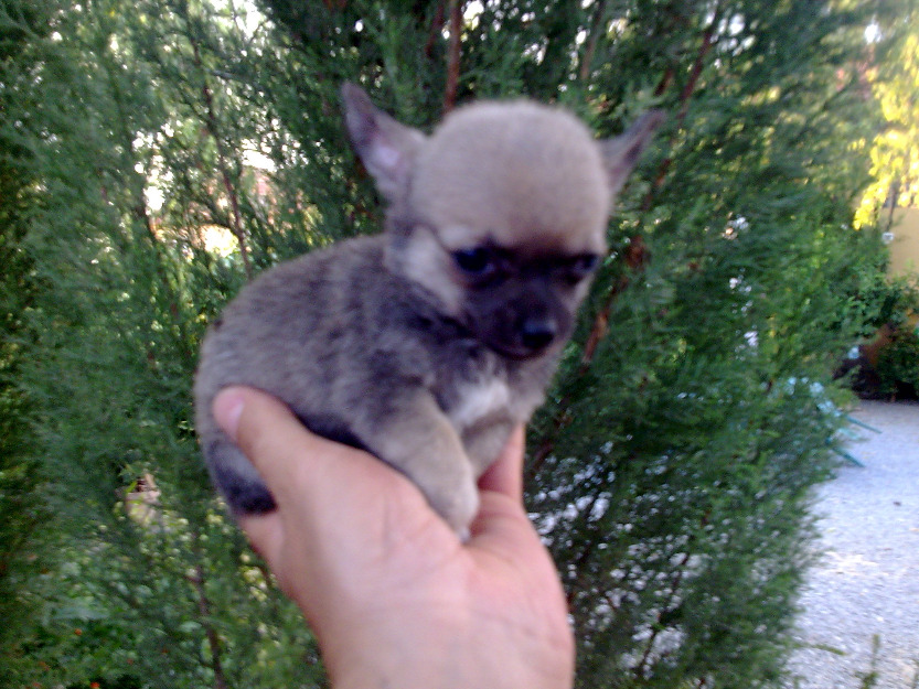 chihuahuas pequeñitos toy