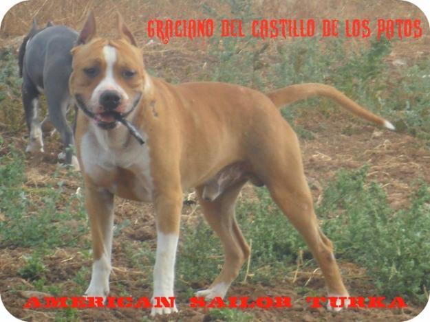 AMERICAN STAFFOR MACHO CON LOE MONTAS