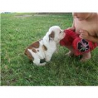 BULDOG INGLES 170€ - mejor precio | unprecio.es