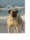 Bullmastiff cachorros disponibles - mejor precio | unprecio.es