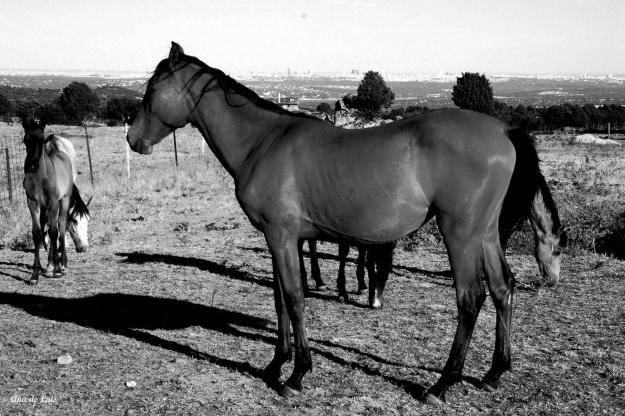 CABALLOS P.R.E, POTROS PEQUEÑOS Y YEGUAS EN HOYO DE MANZANARES