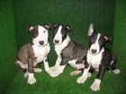 CACHORROS BULLTERRIER - mejor precio | unprecio.es