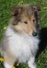 Fabulosos cachorros de Collie - mejor precio | unprecio.es