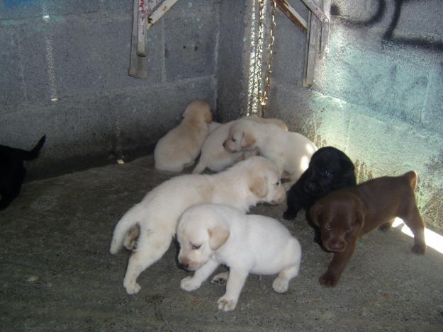 lindos labradores